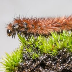 Ruby Tiger Moth (Phragmatobia fuliginosa)