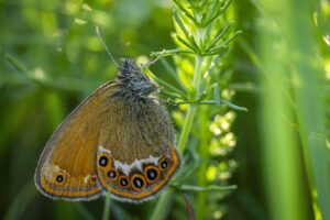 Scarce Heath (Coenonympha hero)