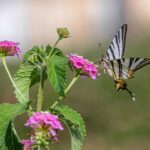 Scarce Swallowtail (Iphiclides podalirius)