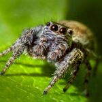 Jumping spider
