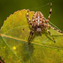 European garden spider (Araneus diadematus)