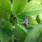 European nursery web spider (Pisaura mirabilis)