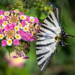 Scarce Swallowtail (Iphiclides podalirius)