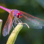 Violet Dropwing (Trithemis annulata)