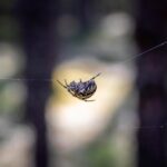 European garden spider (Araneus diadematus)