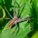 European nursery web spider (Pisaura mirabilis)