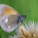 Chestnut heath (Coenonympha glycerion)