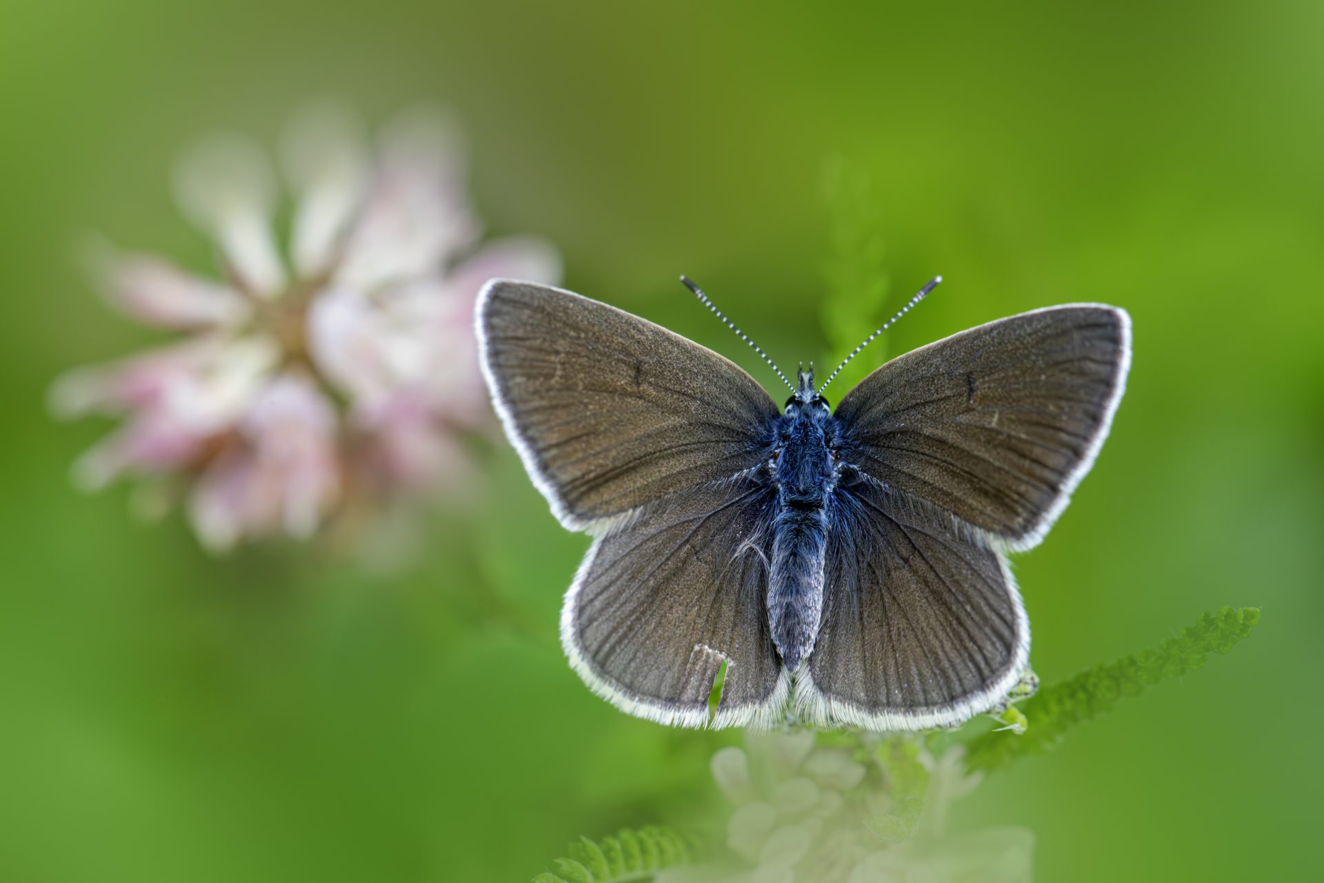 Mazarine Blue (Cyaniris semiargus)