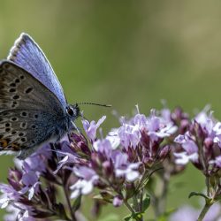 Silver-studded Blue (Plebejus argus)