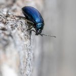 Alder Leaf Beetle (Agelastica alni)