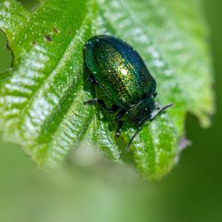 Leaf beetle (Plagiosterna aenea)