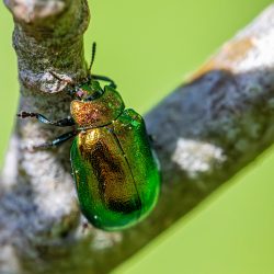 Leaf beetle (Plagiosterna aenea)