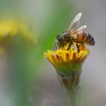 Western honey bee (Apis mellifera)
