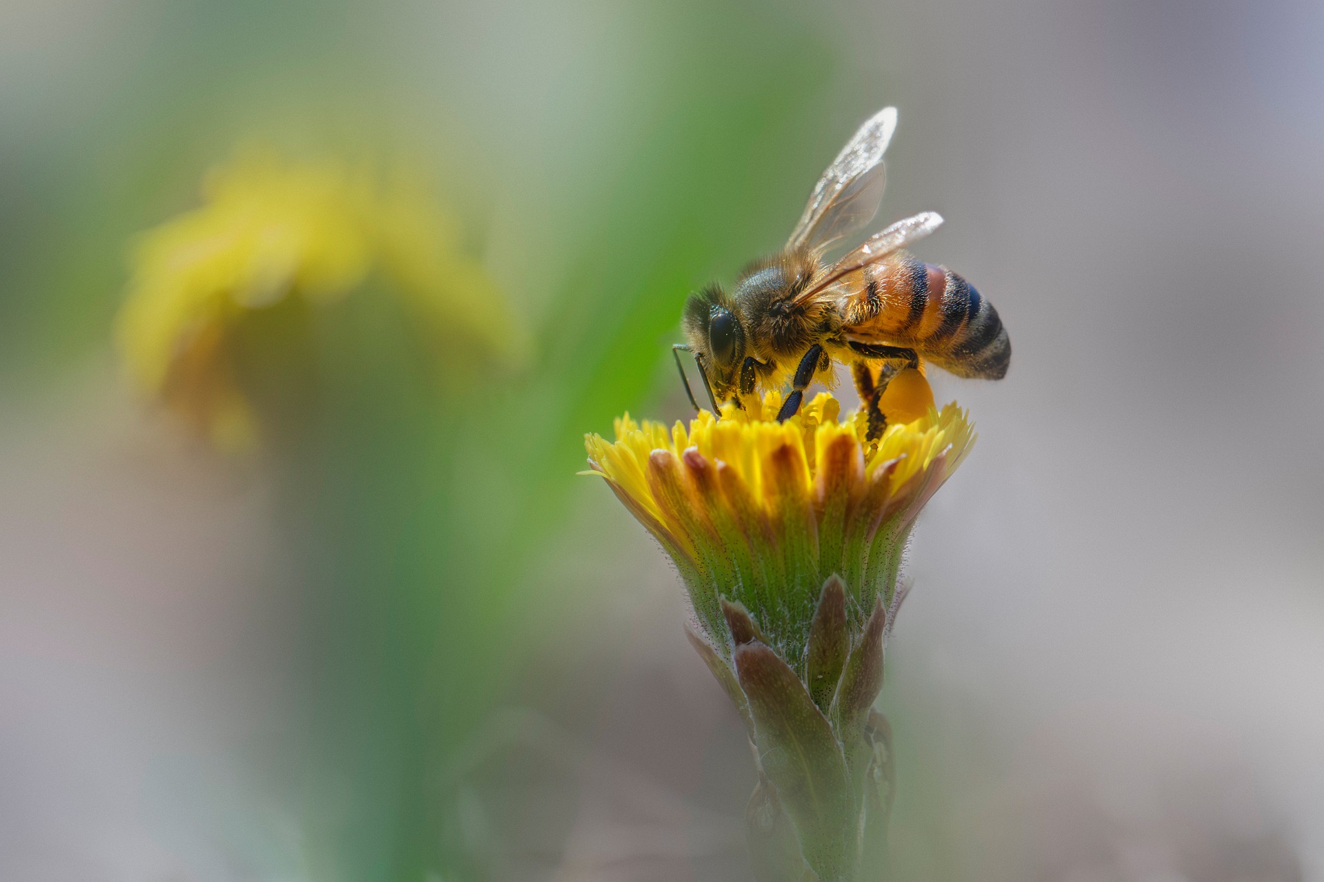 Western honey bee (Apis mellifera)