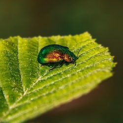 Leaf beetle (Plagiosterna aenea)