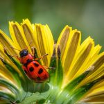 American Aspen Beetle (Gonioctena viminalis)