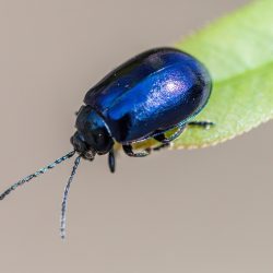 Alder Leaf Beetle (Agelastica alni)