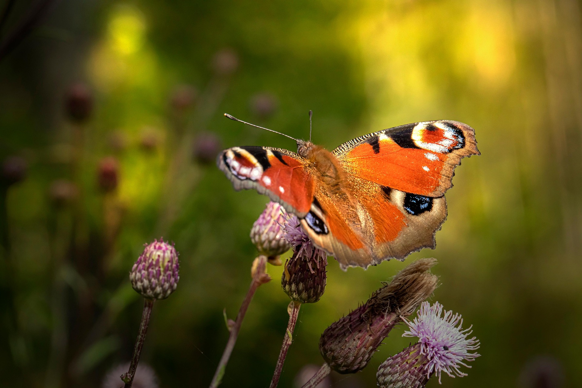 European peacock (Aglais io)