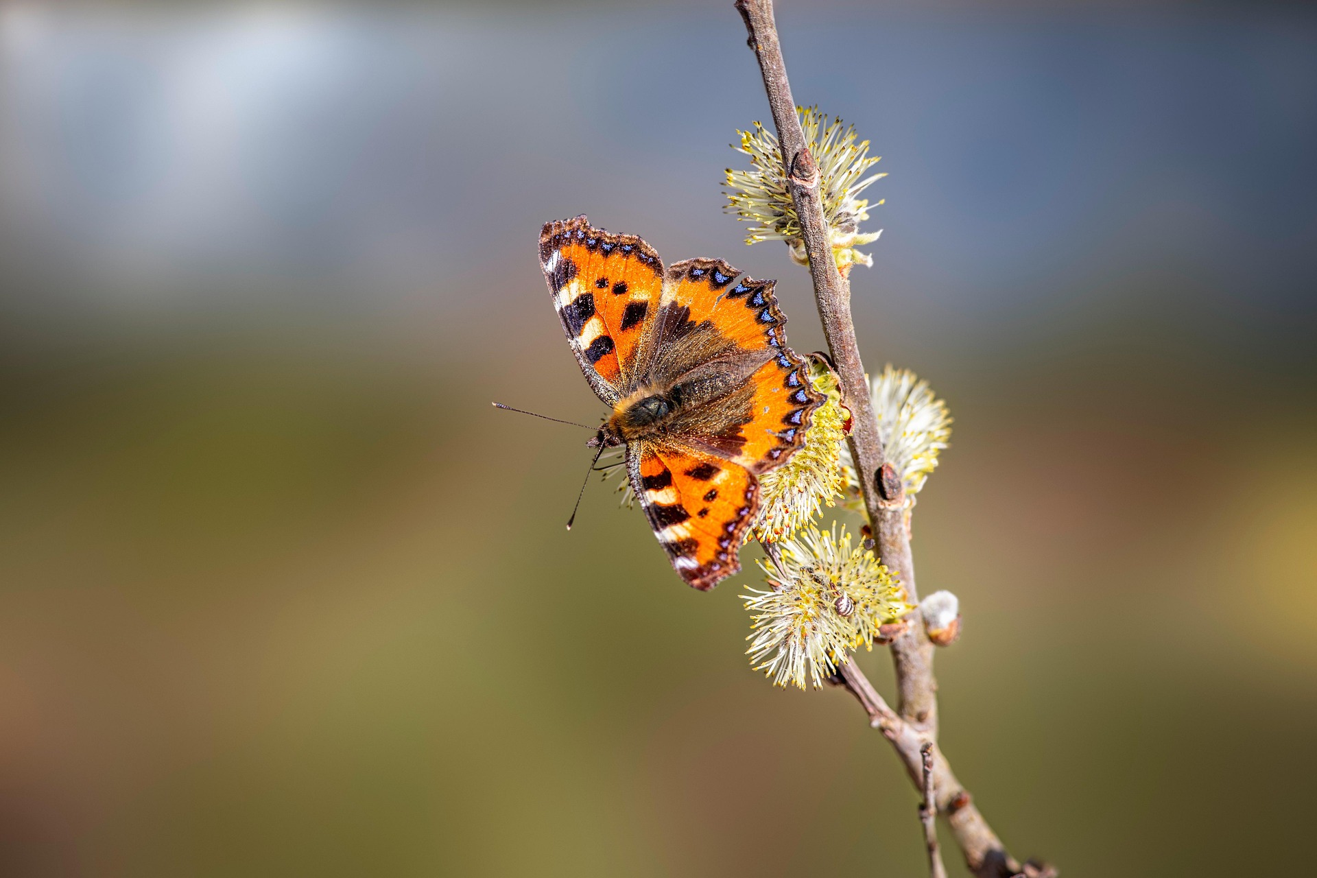 Small Tortoiseshell (Aglais urticae)