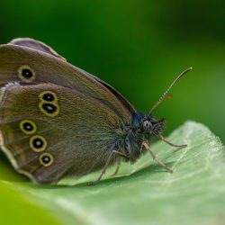 Ringlet (Aphantopus hyperantus)