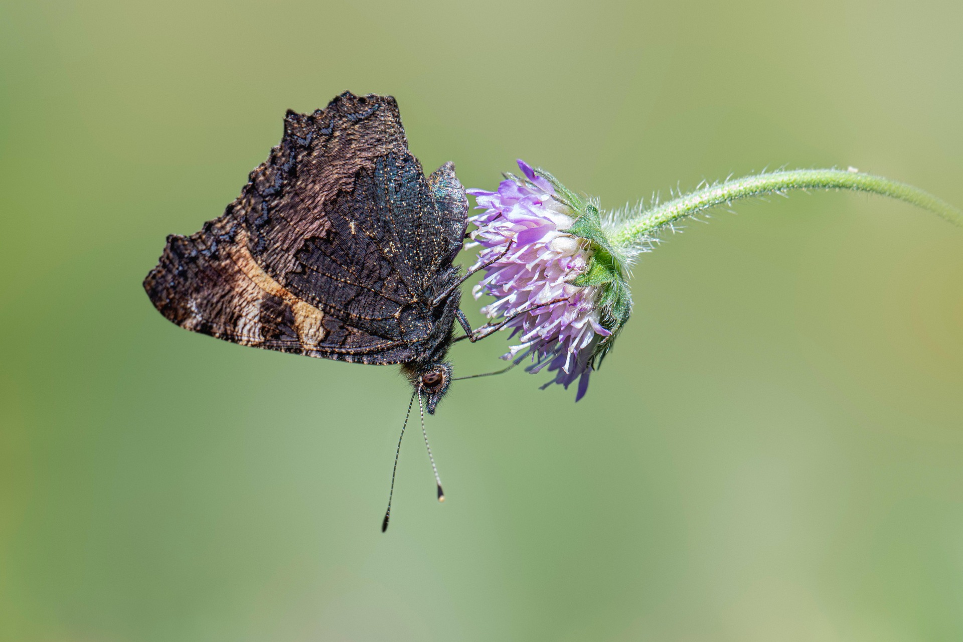 Small Tortoiseshell (Aglais urticae)