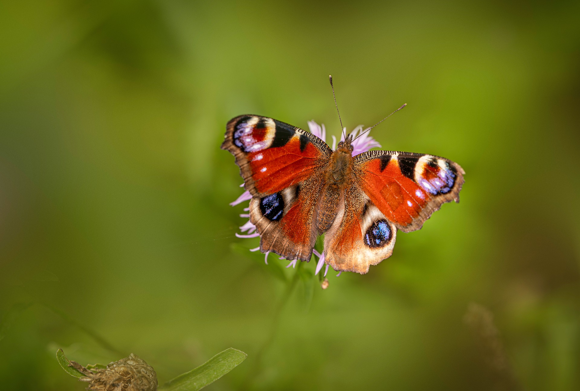 European peacock (Inachis io)