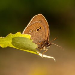 Ringlet (Aphantopus hyperantus)