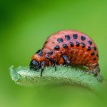 Colorado potato beetle (Leptinotarsa decemlineata)