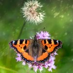 Small Tortoiseshell (Aglais urticae)