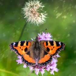 Small Tortoiseshell (Aglais urticae)