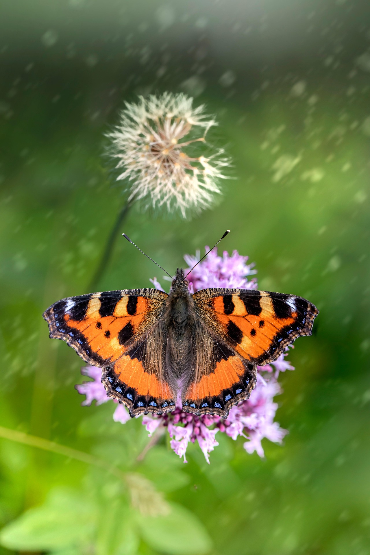 Small Tortoiseshell (Aglais urticae)