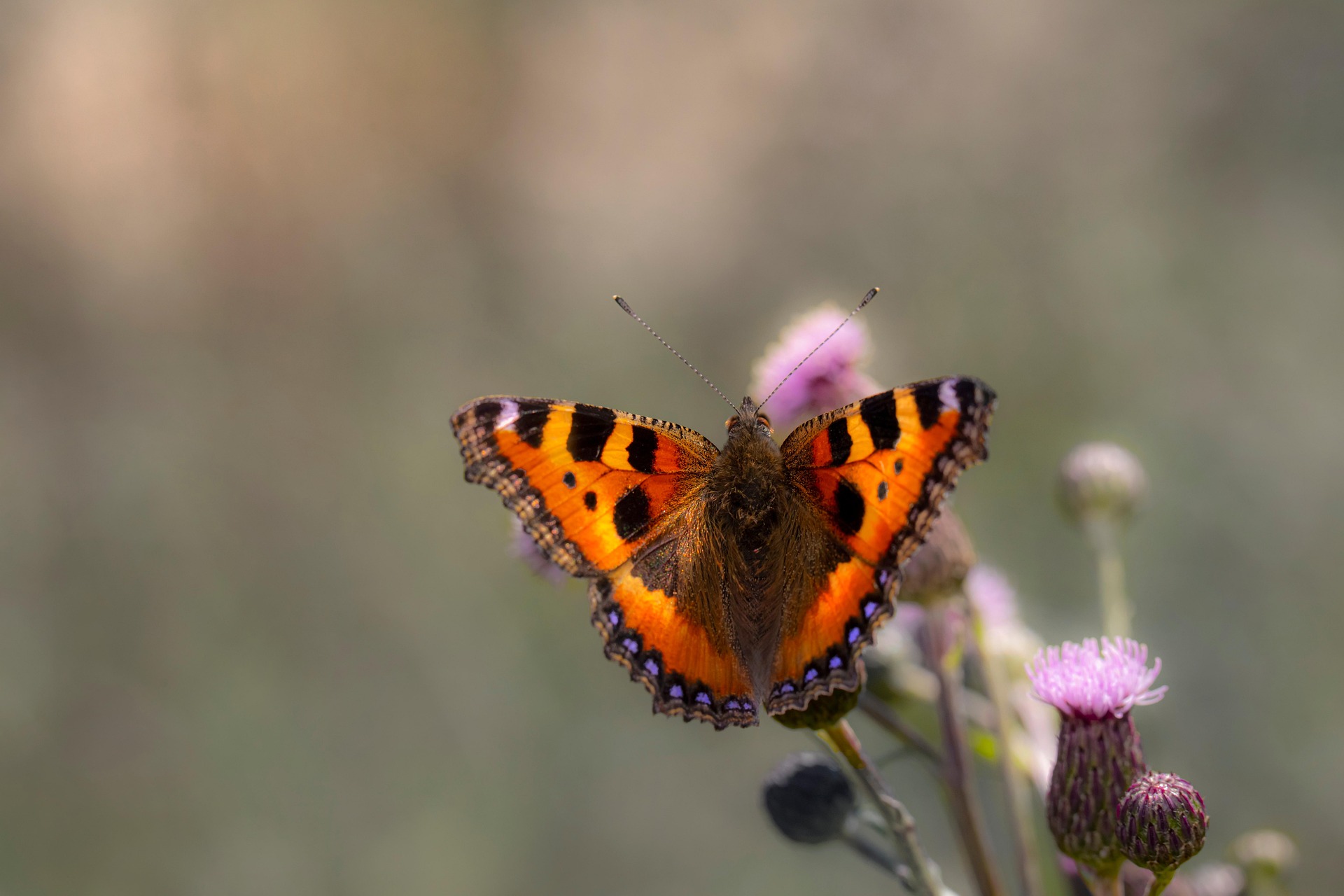 Small Tortoiseshell (Aglais urticae)