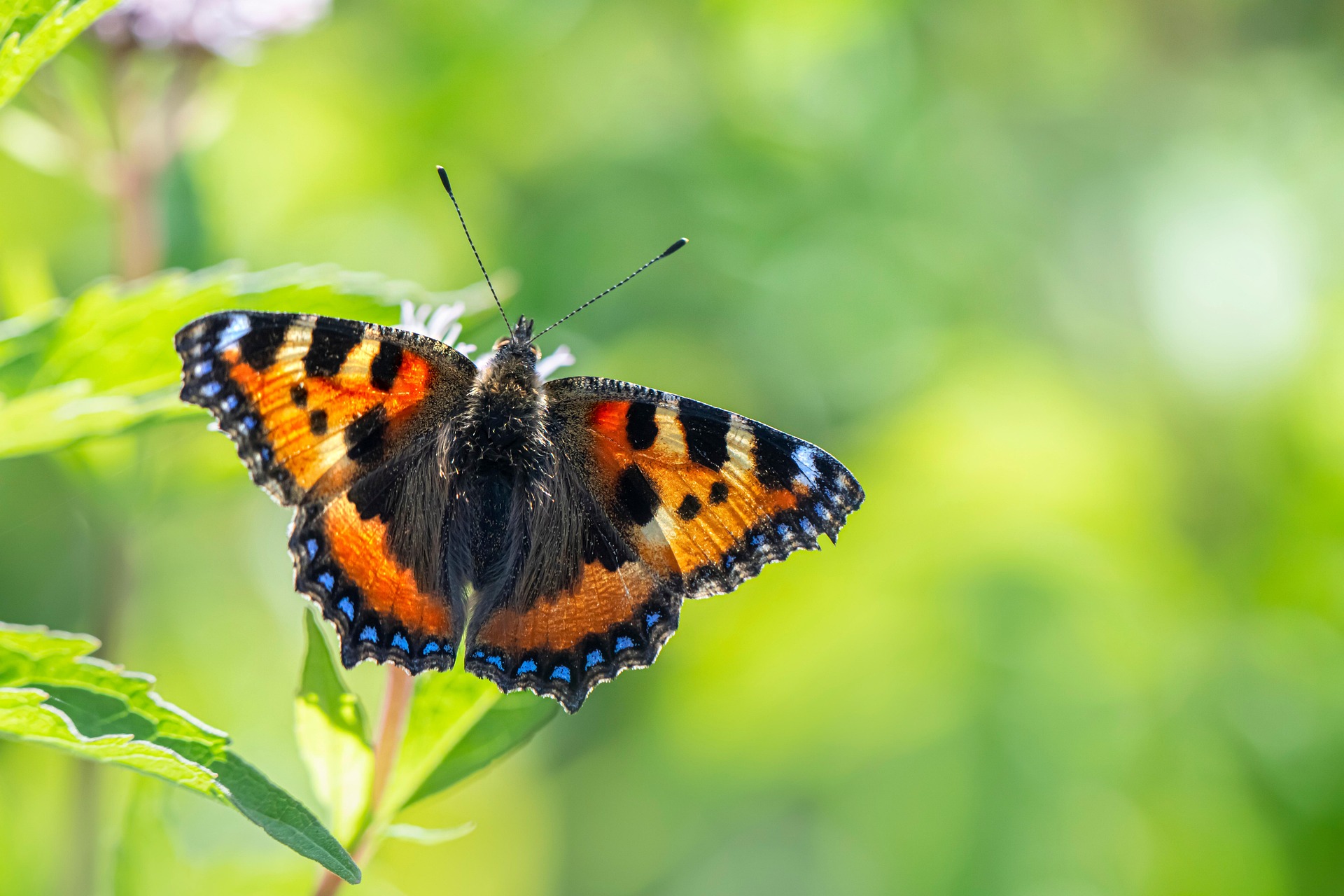 Small Tortoiseshell (Aglais urticae)
