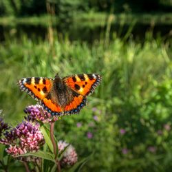 Small Tortoiseshell (Aglais urticae)