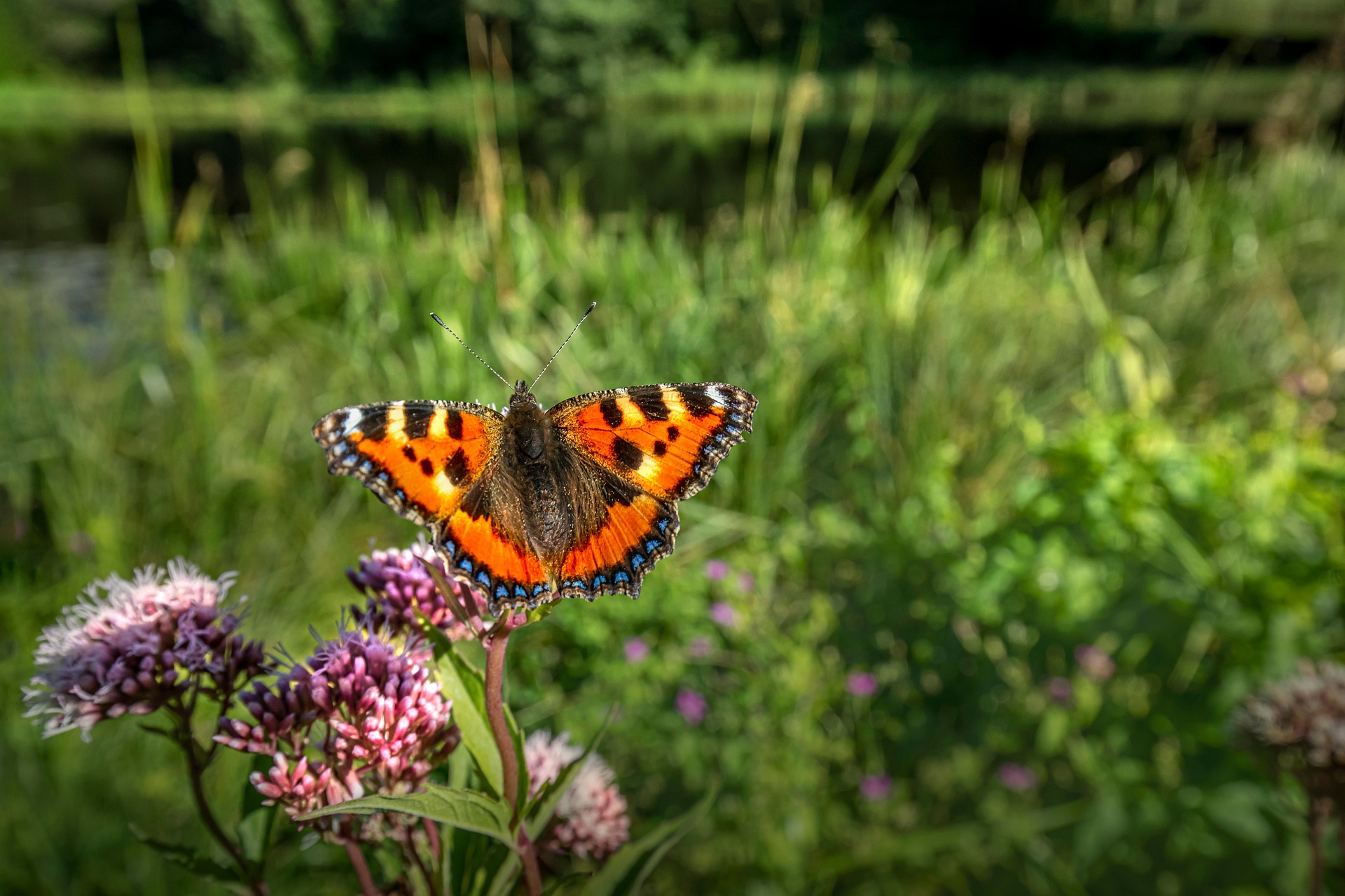 Small Tortoiseshell (Aglais urticae)
