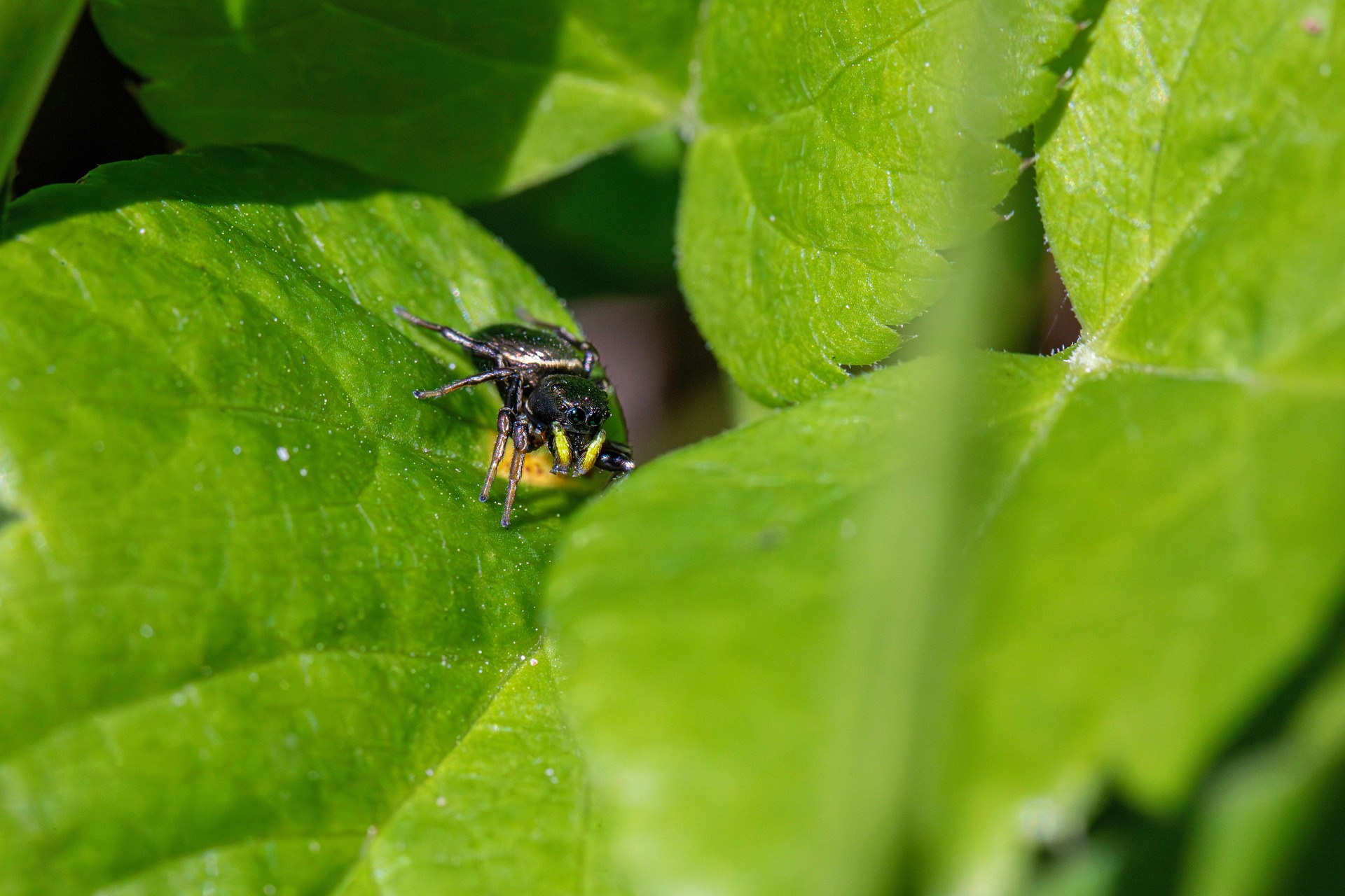 Copper sun jumper (Heliophanus cupreus)