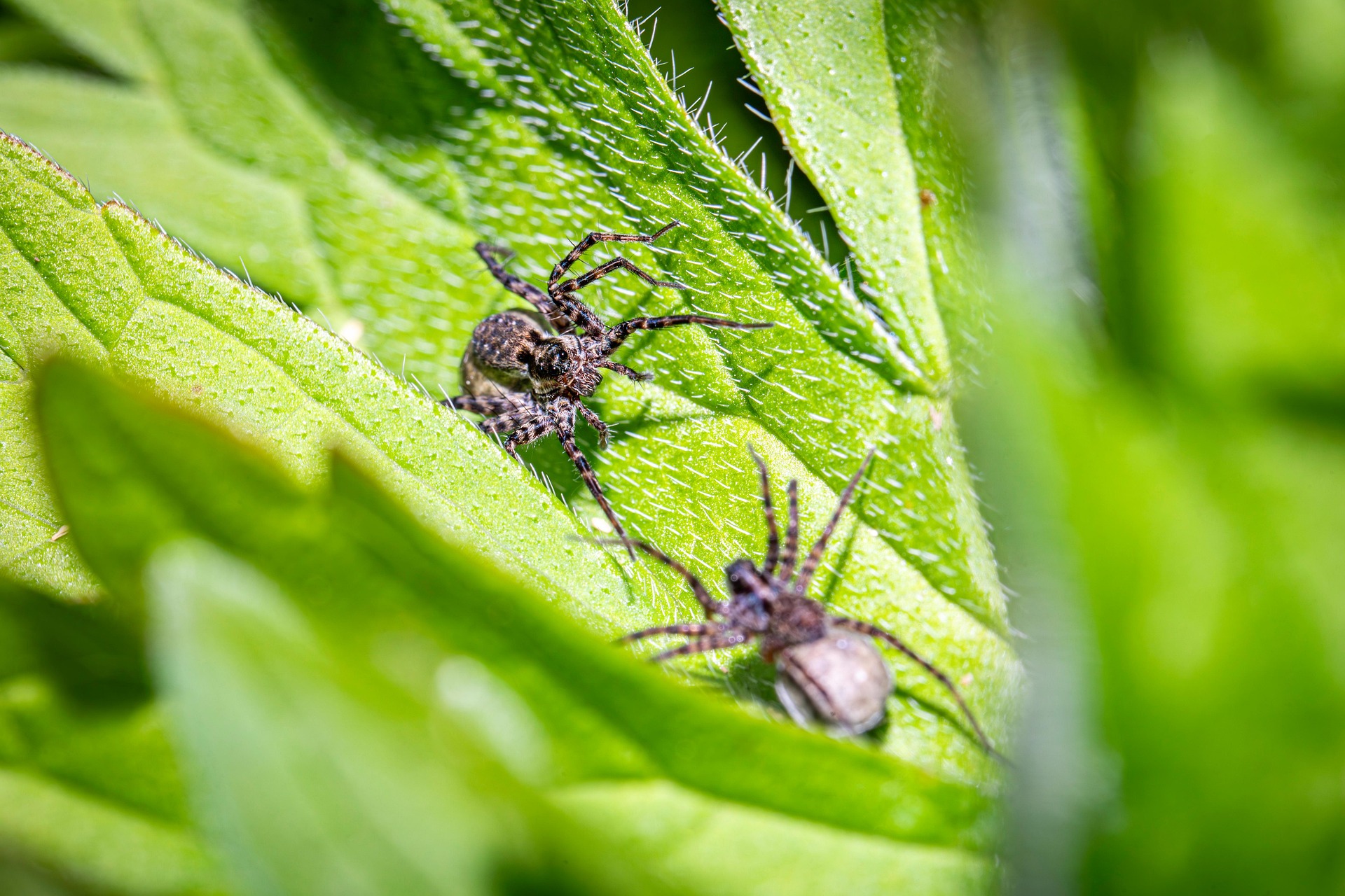Spotted wolf spider (Pardosa amentata)