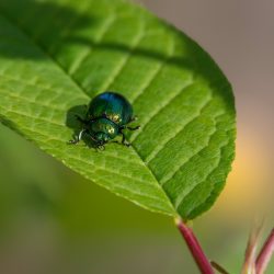 Leaf beetle (Plagiosterna aenea)