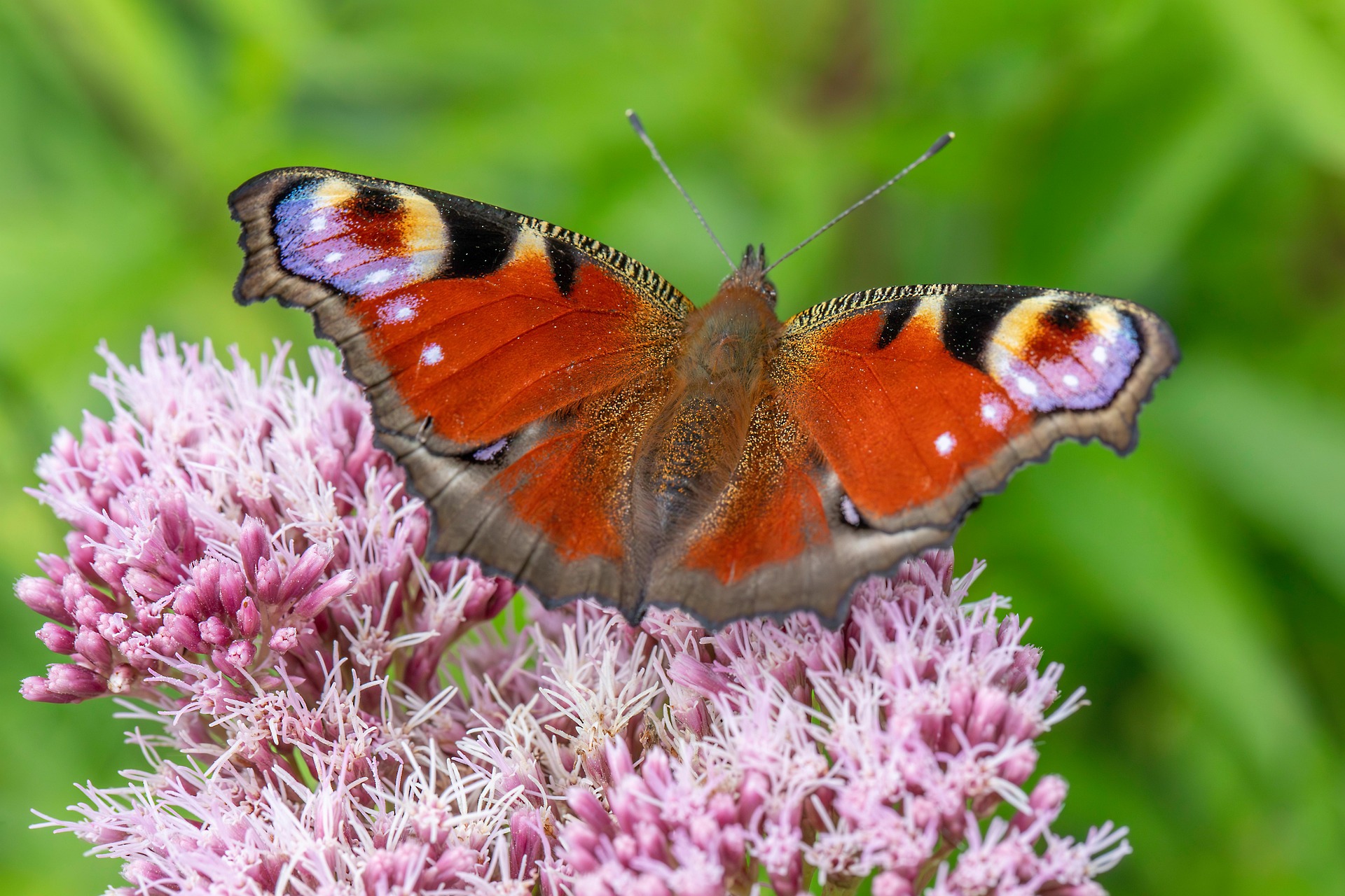 European peacock (Aglais io)