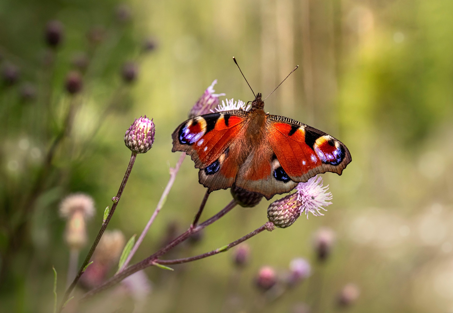 European peacock (Aglais io)