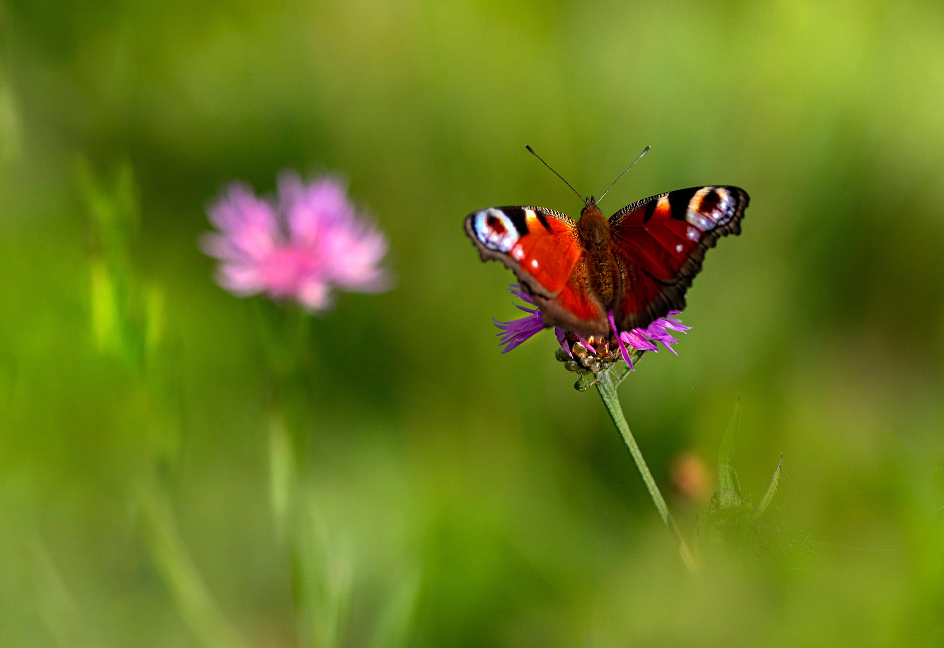 European peacock (Aglais io)