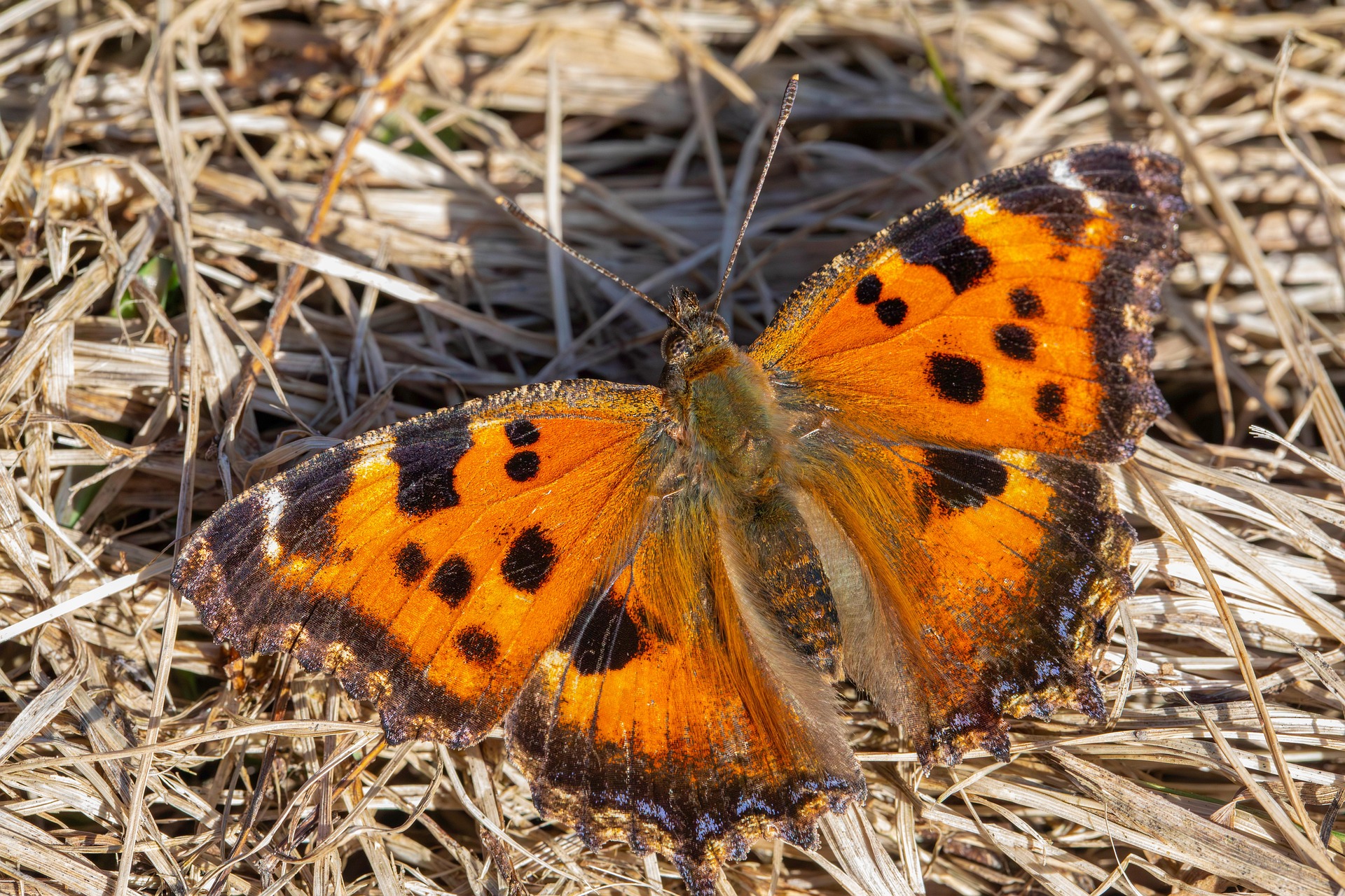 Small Tortoiseshell (Aglais urticae)