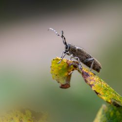 Large poplar borer, longhorn beetle (Saperda carcharias)