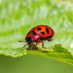 American Aspen Beetle (Gonioctena viminalis)