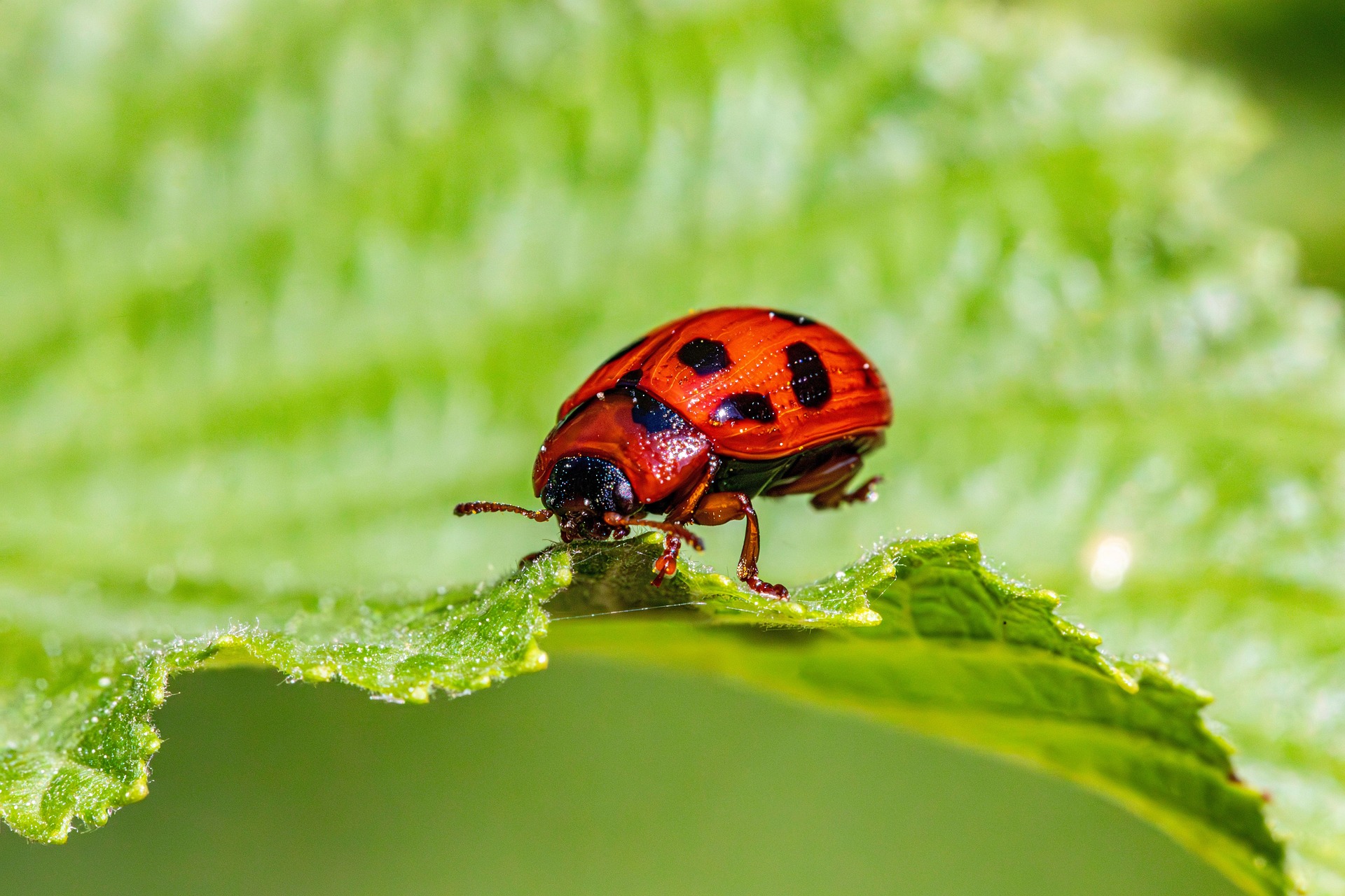 American Aspen Beetle (Gonioctena viminalis)