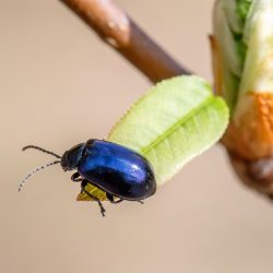 Alder Leaf Beetle (Agelastica alni)