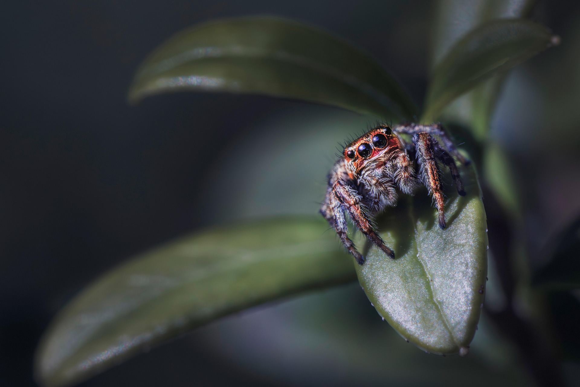 Woodland jumping spider (Evarcha falcata)