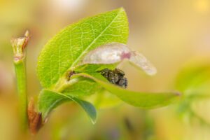 Woodland jumping spider (Evarcha falcata)