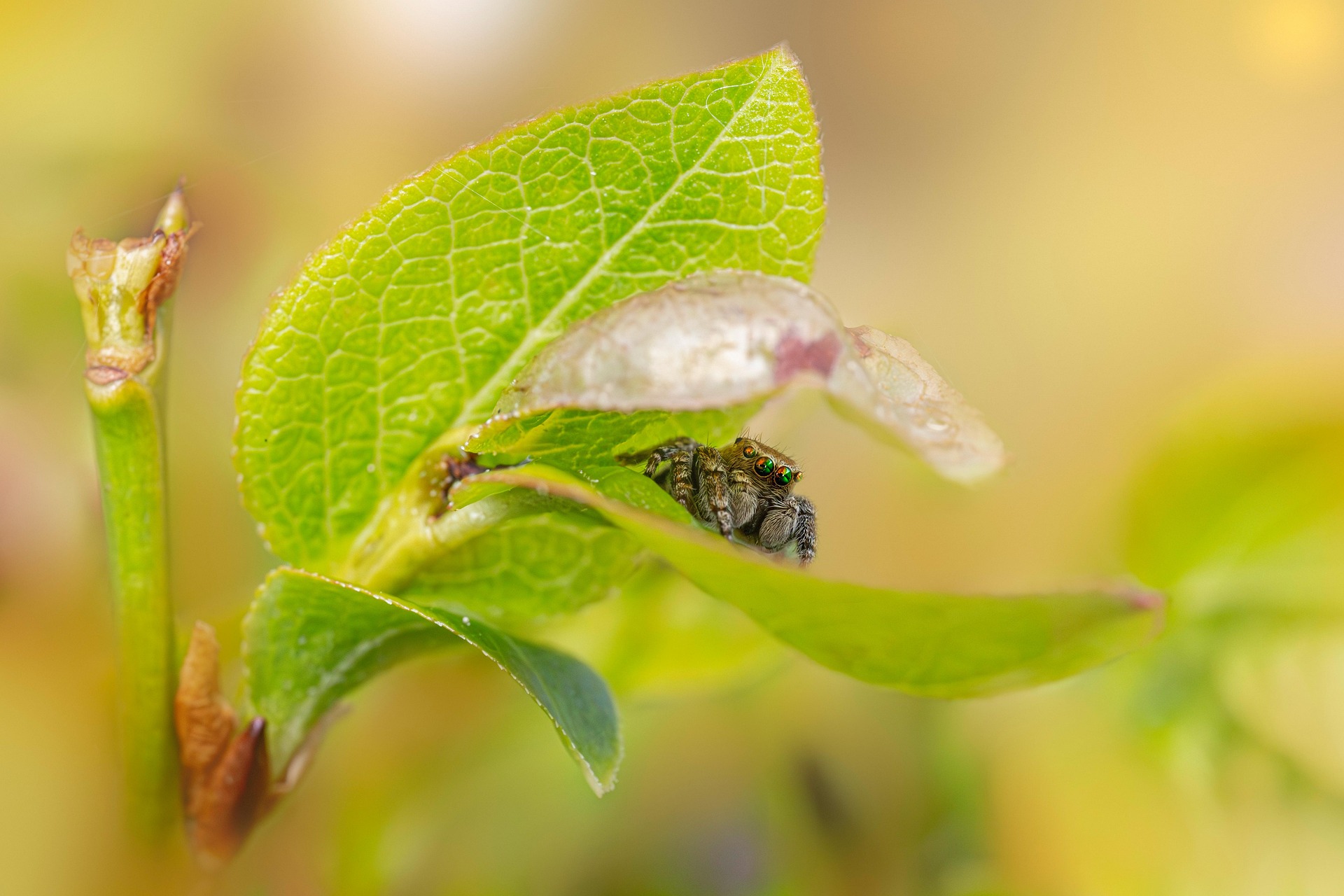Woodland jumping spider (Evarcha falcata)