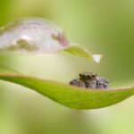 https://pixabay.com/photos/jumping-spider-animal-beautiful-bug-9538453/
